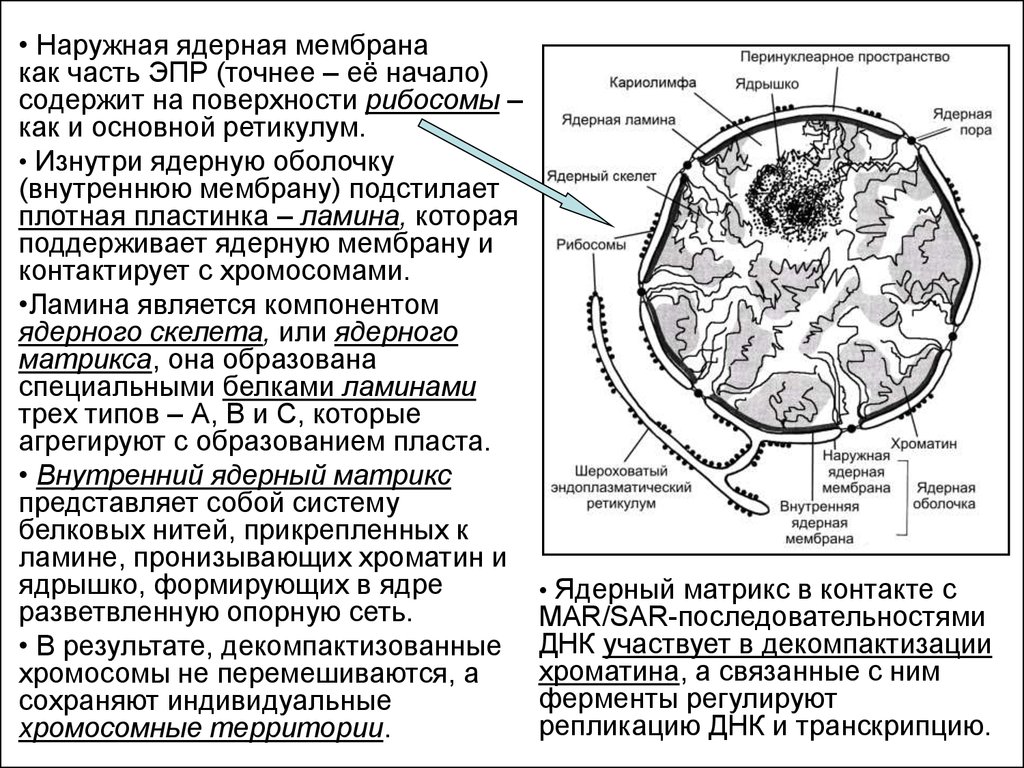 Генетический аппарат клетки растения. Генетический аппарат клетки гистология. Наружная ядерная мембрана. Ядерная мембрана структура. Перинуклеарное пространство функции.