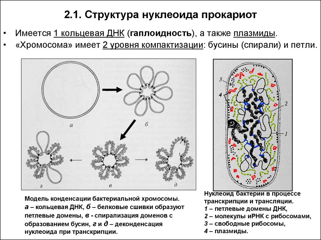 Прокариоты кольцевая днк. Строение хромосомы бактериальной клетки. Нуклеоид бактерий функции. Компактизация ДНК У прокариот. Нуклеоид бактерий строение.