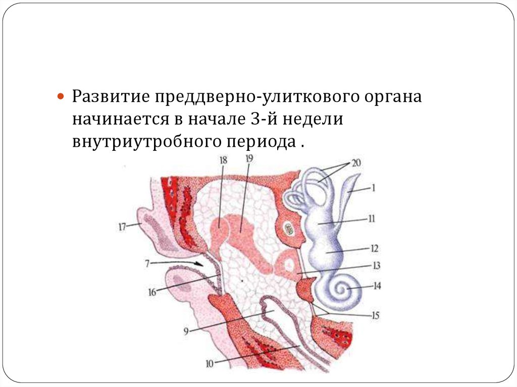 Анатомия уха презентация лор