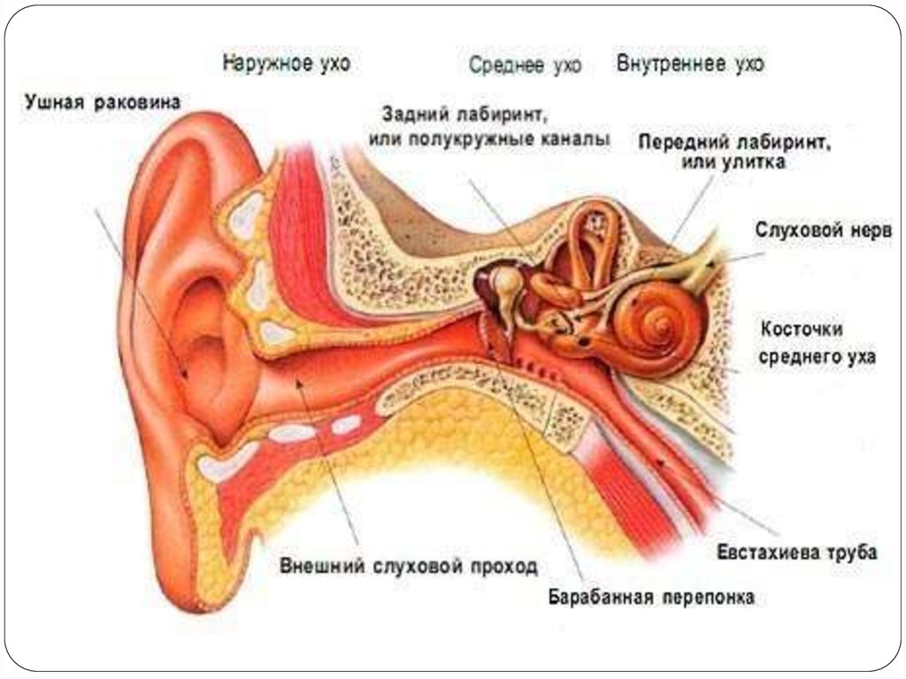 Ухо человека расположено в полости кости. Слуховой анализатор строение уха. Строение уха наружное среднее внутреннее. Строение ухо и вестибулярный аппарат. Строение уха и вестибулярного.