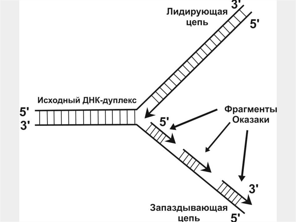 Разрыв цепи днк. ДНК полимераза репликация ДНК. Репликация ДНК лидирующая цепь. Репликация ДНК Репликационная вилка. Схема репликации ДНК Репликационные вилки.