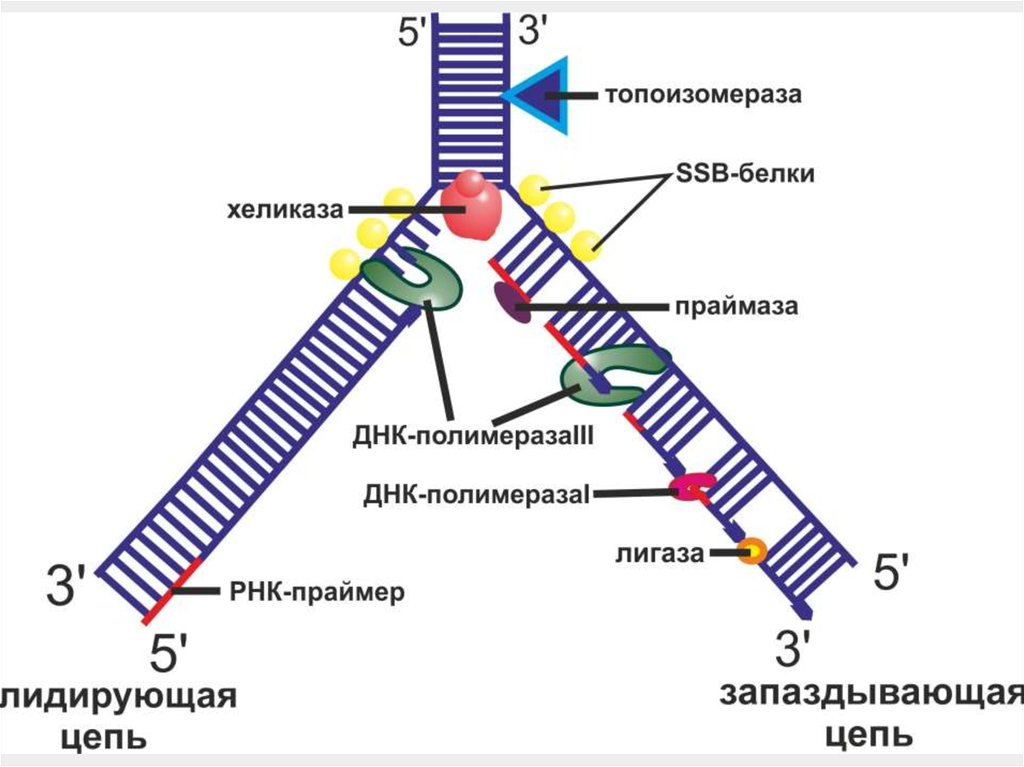 Ssb белок. Топоизомераза в репликации ДНК. Репликация цепи ДНК. Репликация ДНК хеликаза. Схема репликации ДНК ферменты.