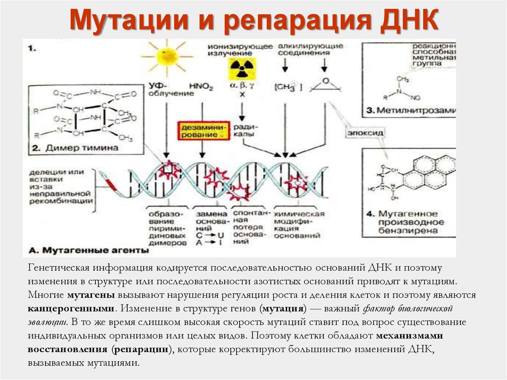 Репарация что это такое простыми словами. Нарушения систем репарации ДНК. Молекулярные механизмы репарации ДНК. Мутации и репарация ДНК. Репарация структуры ДНК.