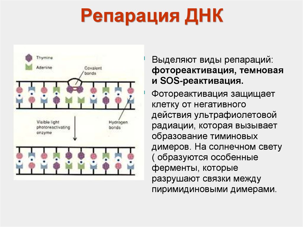 Что такое репарация