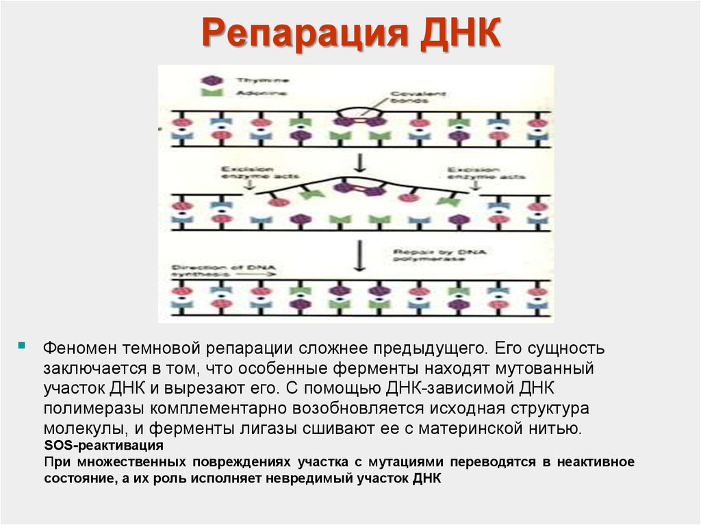 Характеристика связей днк. Схема Темновой репарации ДНК. Репарация схема биохимия.