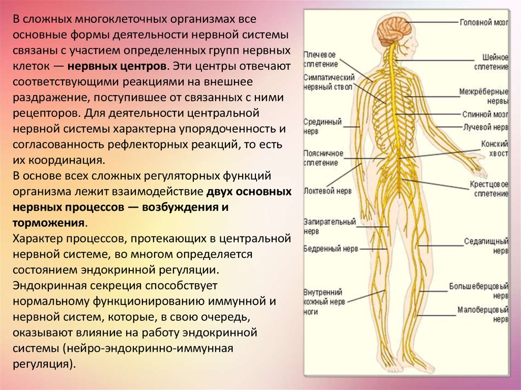 Физиология нервной системы