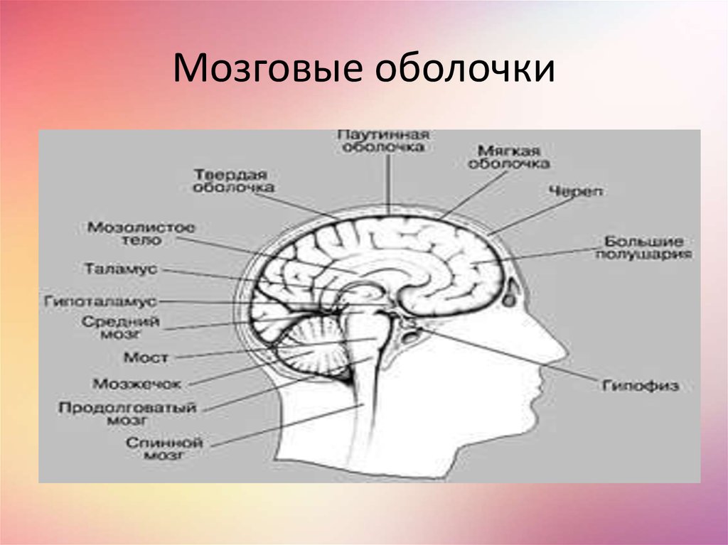 Мозговые оболочки. Схема строения оболочек головного мозга. Оболочки головного мозга анатомия таблица. Схема оболочек и пространств головного мозга. Оболочки головного мозга неврология.