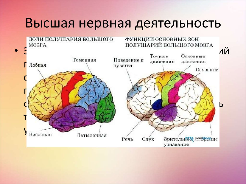 Нарушение коры полушарий. Функциональные зоны и доли коры головного мозга. Строение коры головного мозга неврология. Анатомия коры головного мозга доли.