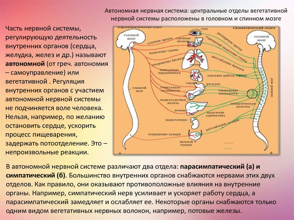 Как нервная система регулирует органы. Часть нервной системы регулирующую деятельность внутренних органов. Отдел нервной системы регулирующий работу внутренних органов желез. Автономная нервная система регулирует. Вегетативная нервная система подчинена воле человека.