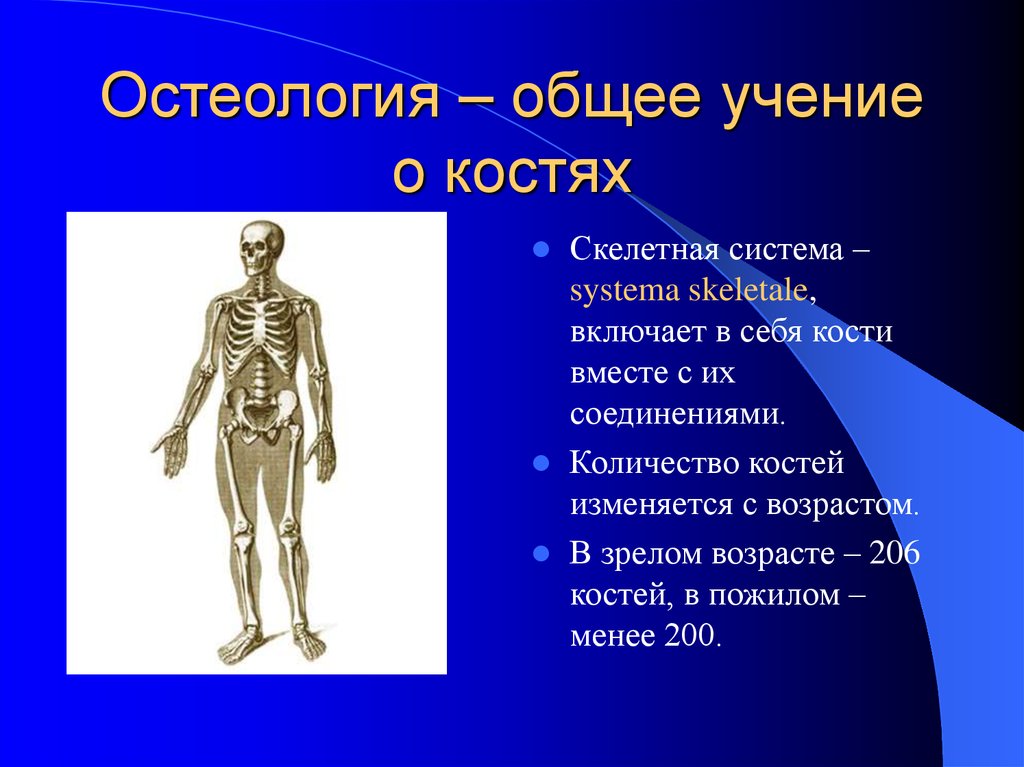 Остеология. Учение о костях Остеология. Скелет человека Остеология. Анатомия изучение костей.