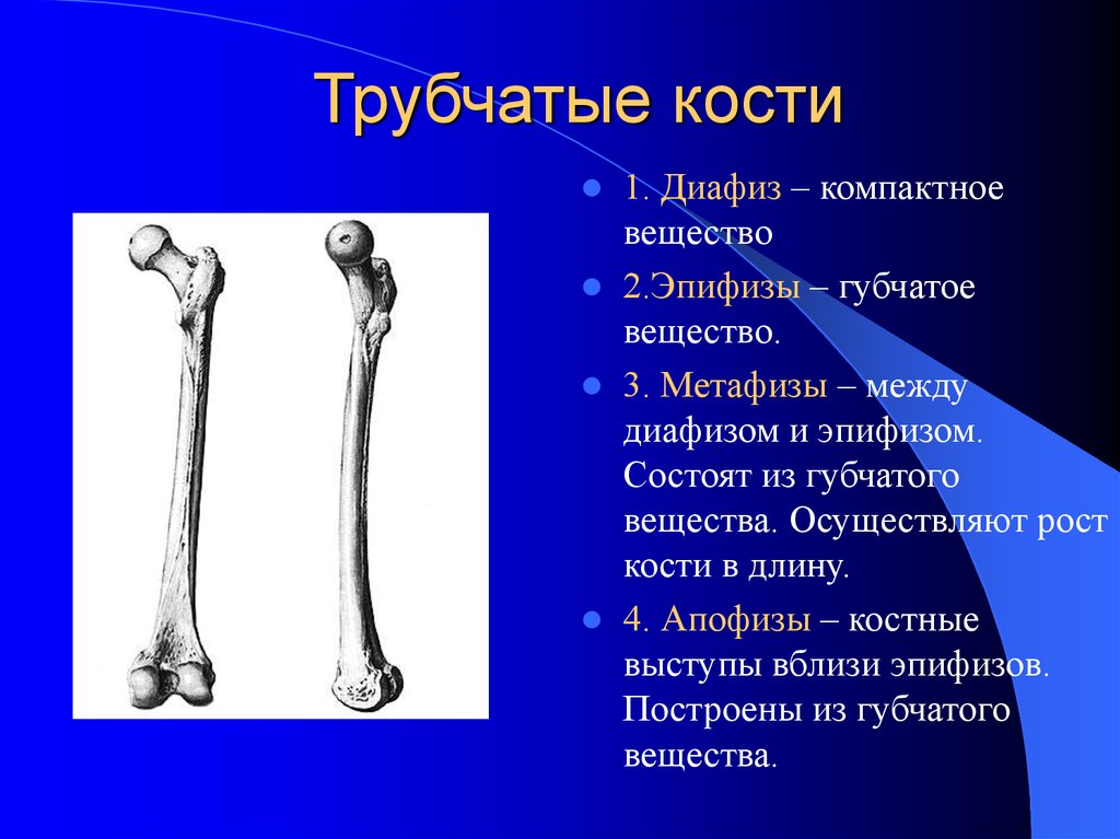 3 губчатые кости. Бедренная кость эпифиз диафиз. Диафизы трубчатых костей образованы. Длинная трубчатая кость анатомия. Длинные трубчатые кости короткие трубчатые кости:.