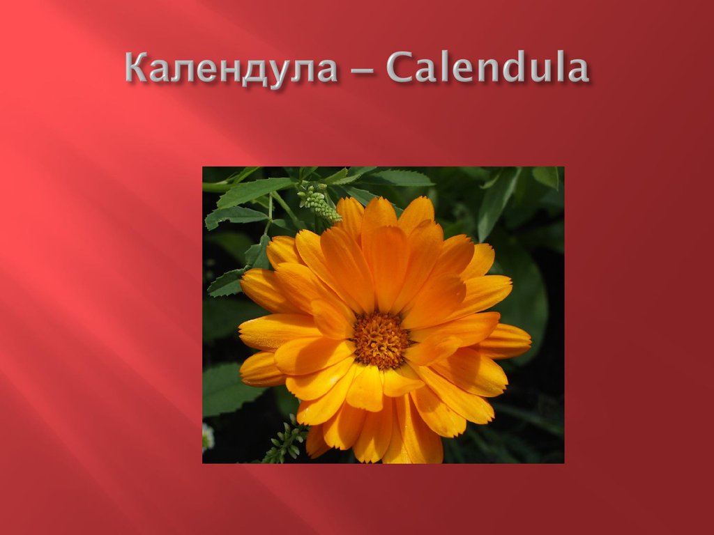 Календула – Calendula
