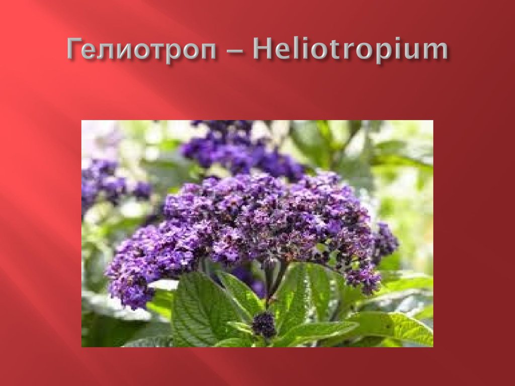 Гелиотроп – Heliotropium