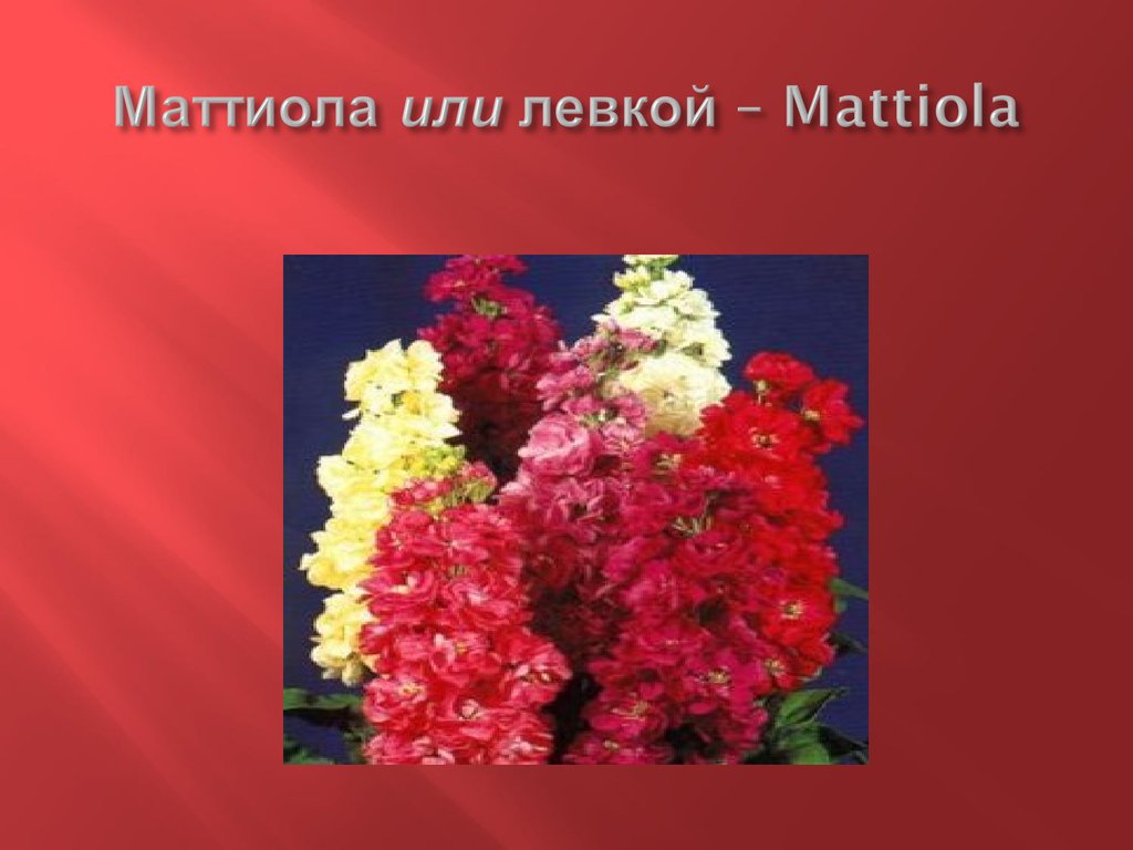 Маттиола или левкой – Mattiola