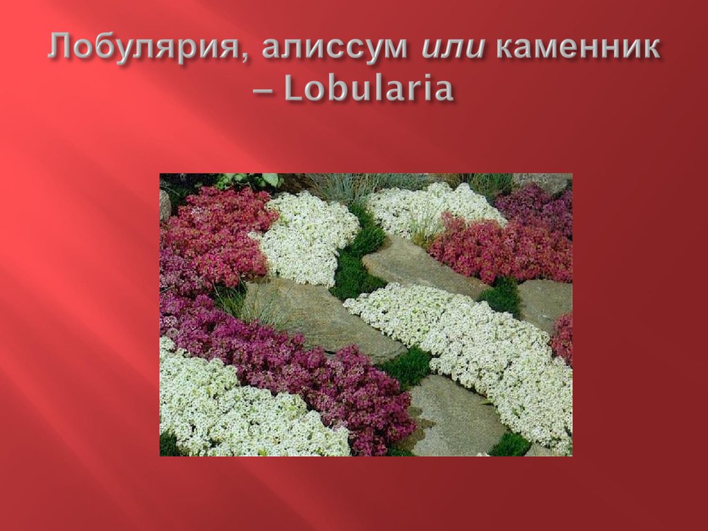 Лобулярия, алиссум или каменник – Lobularia
