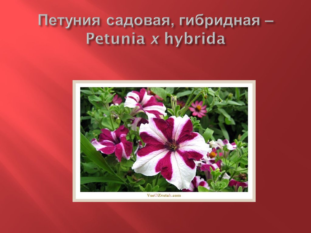 Петуния садовая, гибридная – Petunia x hybrida