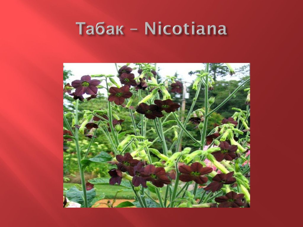 Табак – Nicotiana