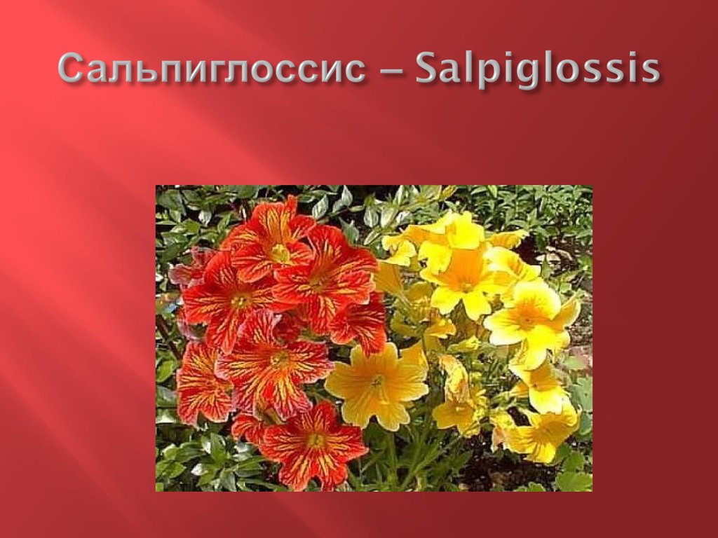 Сальпиглоссис – Salpiglossis