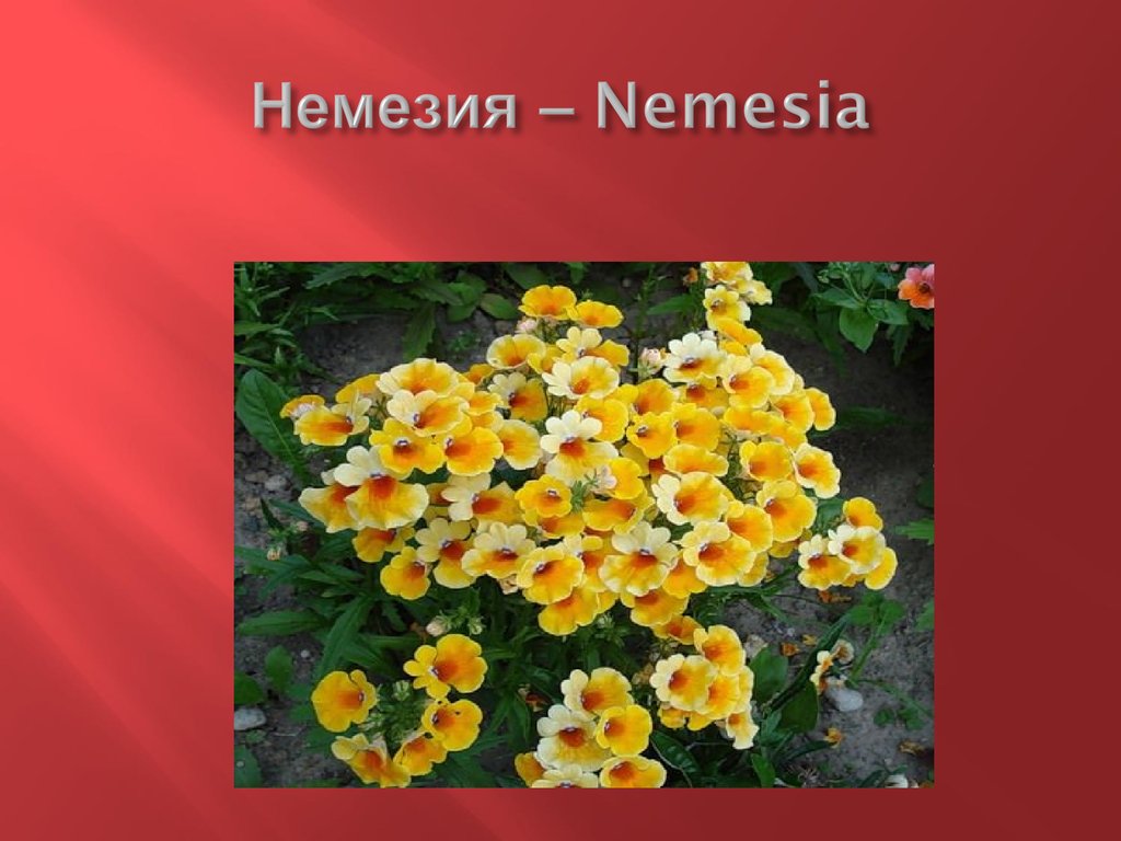 Немезия – Nemesia