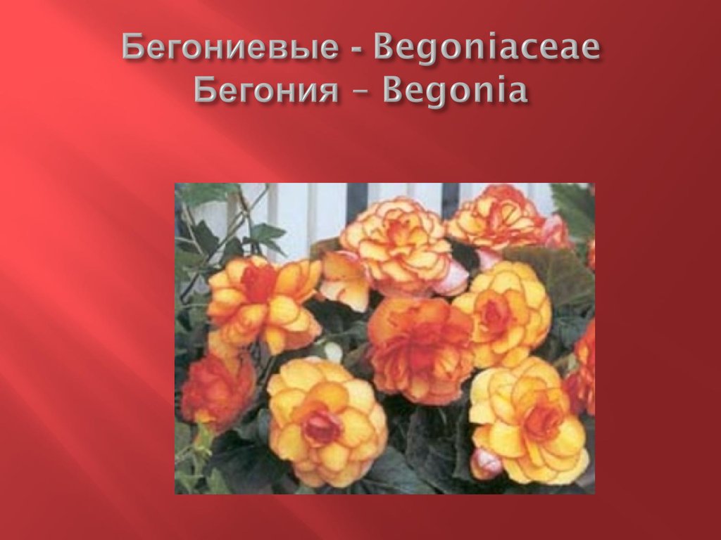Бегониевые - Begoniaceae Бегония – Begonia