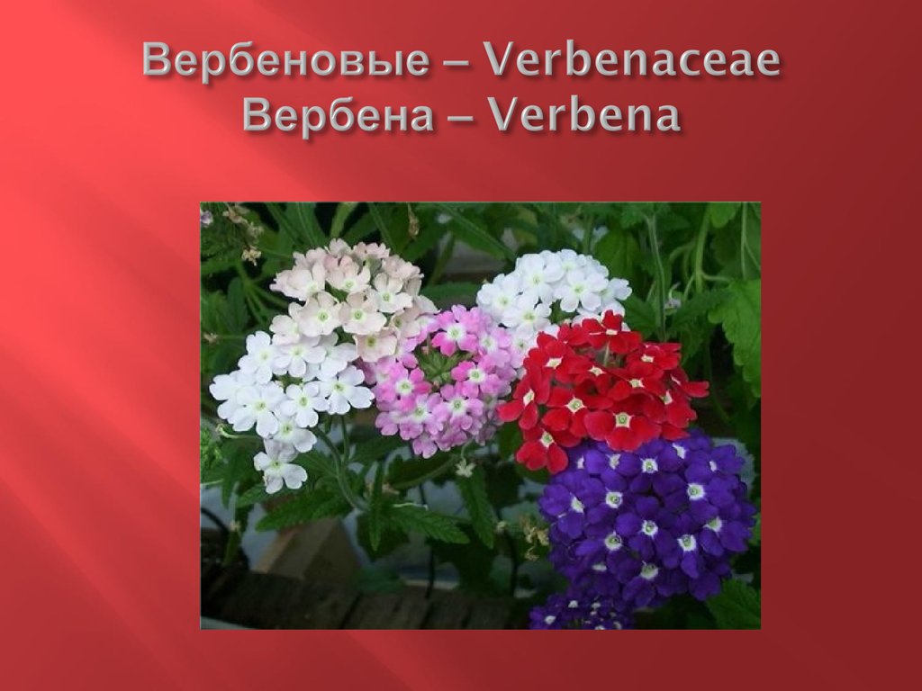 Вербеновые – Verbenaceae Вербена – Verbena