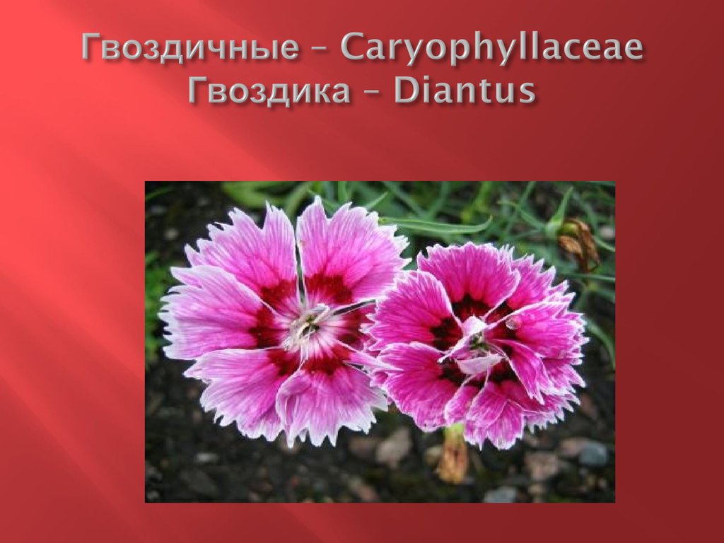 Гвоздичные – Caryophyllaceae Гвоздика – Diantus