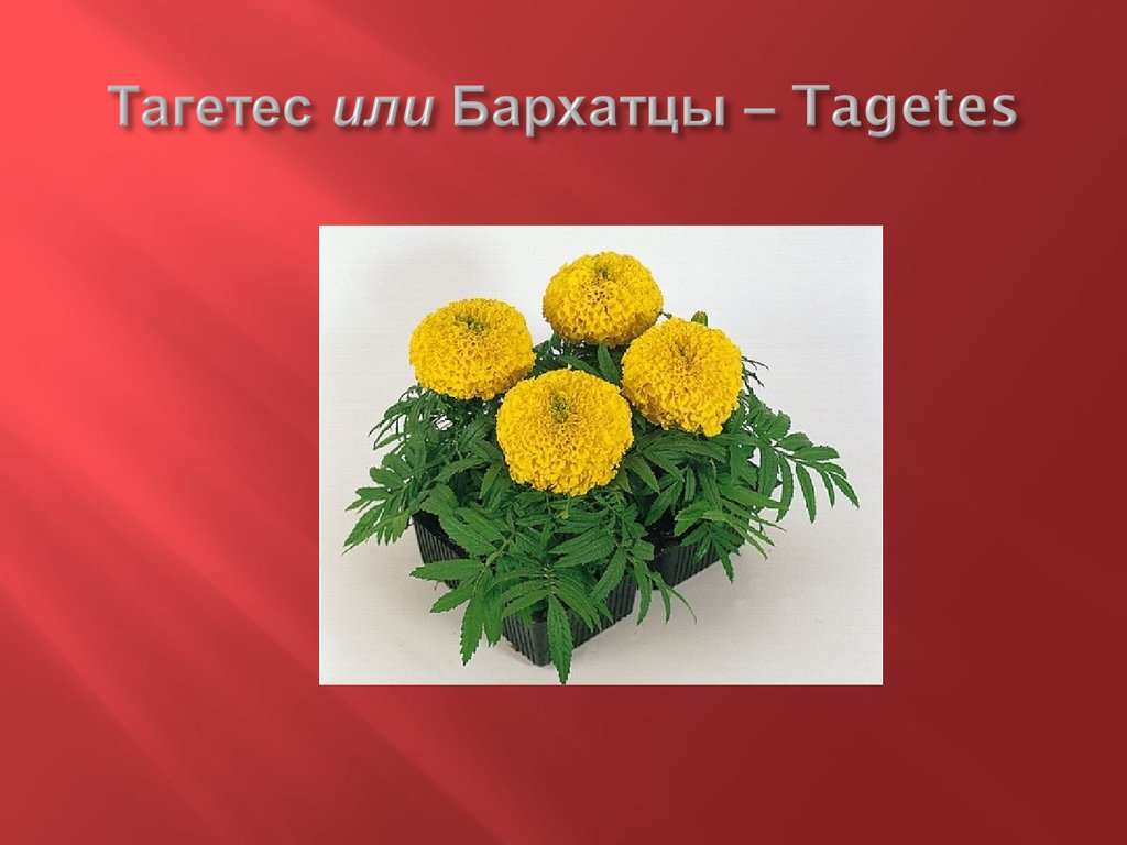 Тагетес или Бархатцы – Tagetes