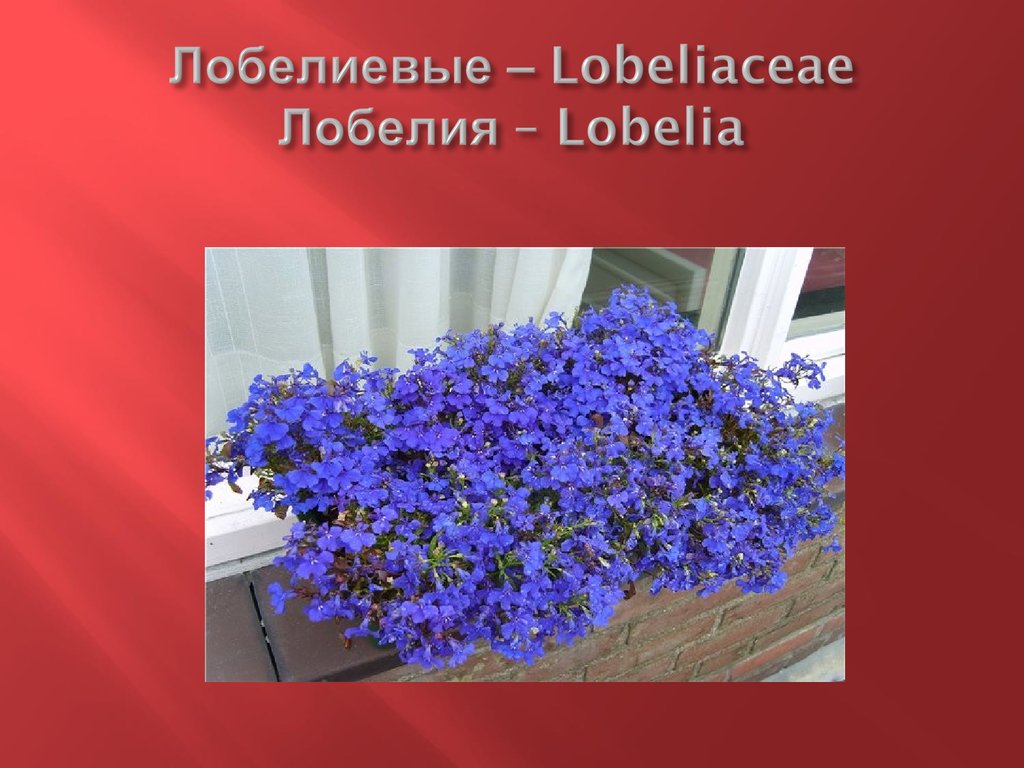 Лобелиевые – Lobeliaceae Лобелия – Lobelia