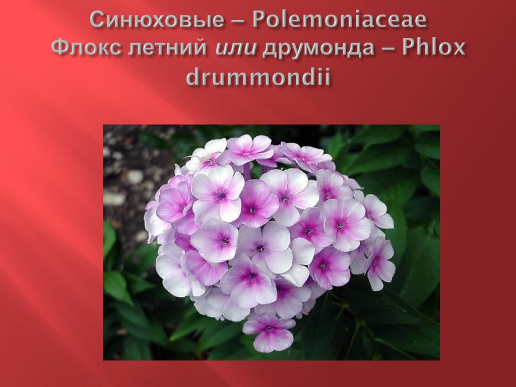 Синюховые – Polemoniaceae Флокс летний или друмонда – Phlox drummondii