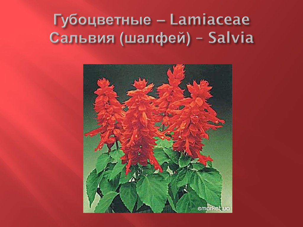 Губоцветные – Lamiaceae Сальвия (шалфей) – Salvia