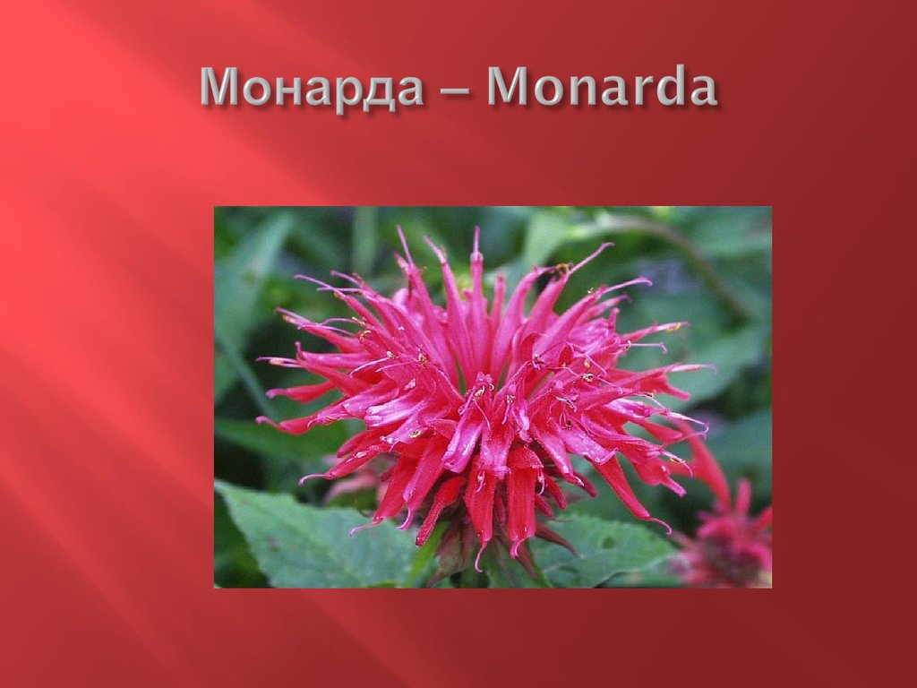 Монарда – Monarda