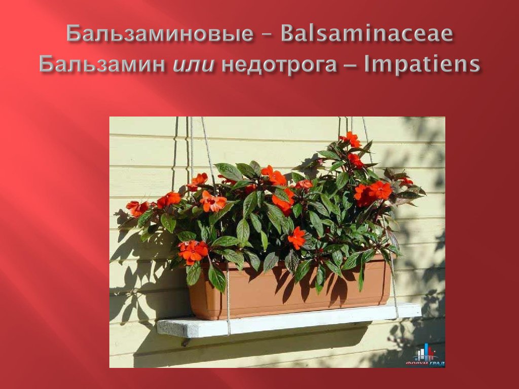 Бальзаминовые – Balsaminaceae Бальзамин или недотрога – Impatiens