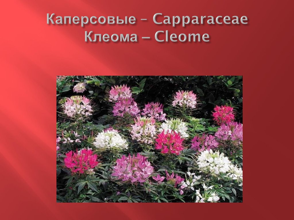 Каперсовые – Capparaceae Клеома – Cleome