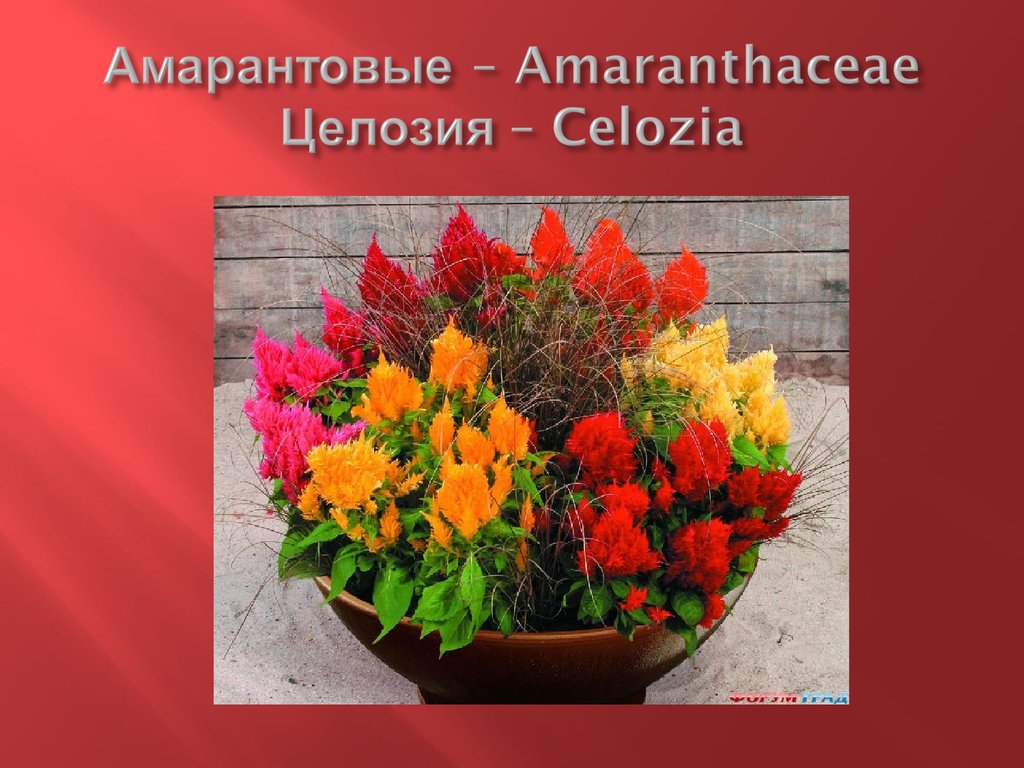 Амарантовые – Amaranthaceae Целозия – Celozia