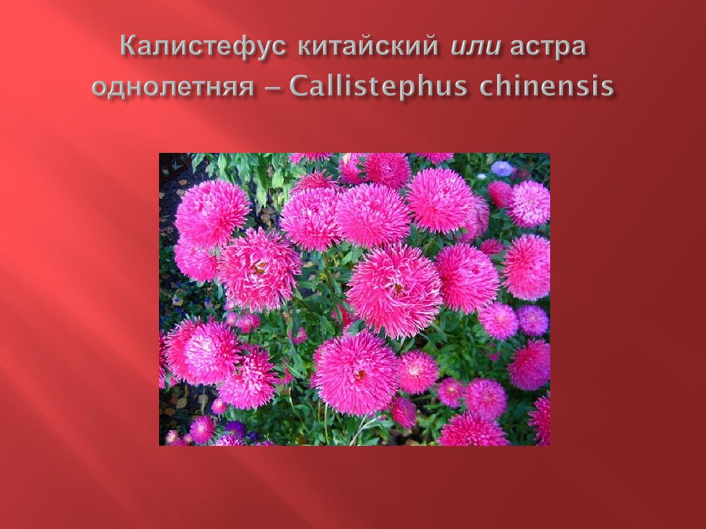 Калистефус китайский или астра однолетняя – Callistephus chinensis