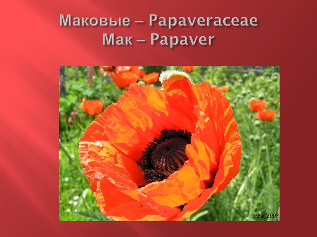 Маковые – Papaveraceae Мак – Papaver