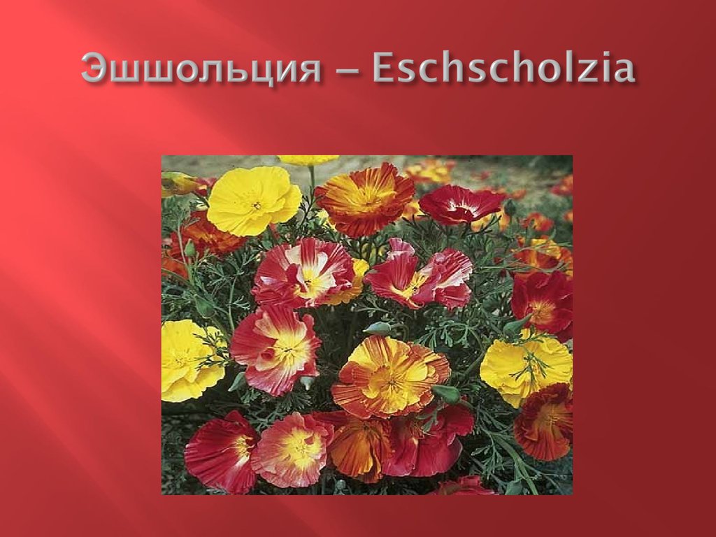 Эшшольция – Eschscholzia