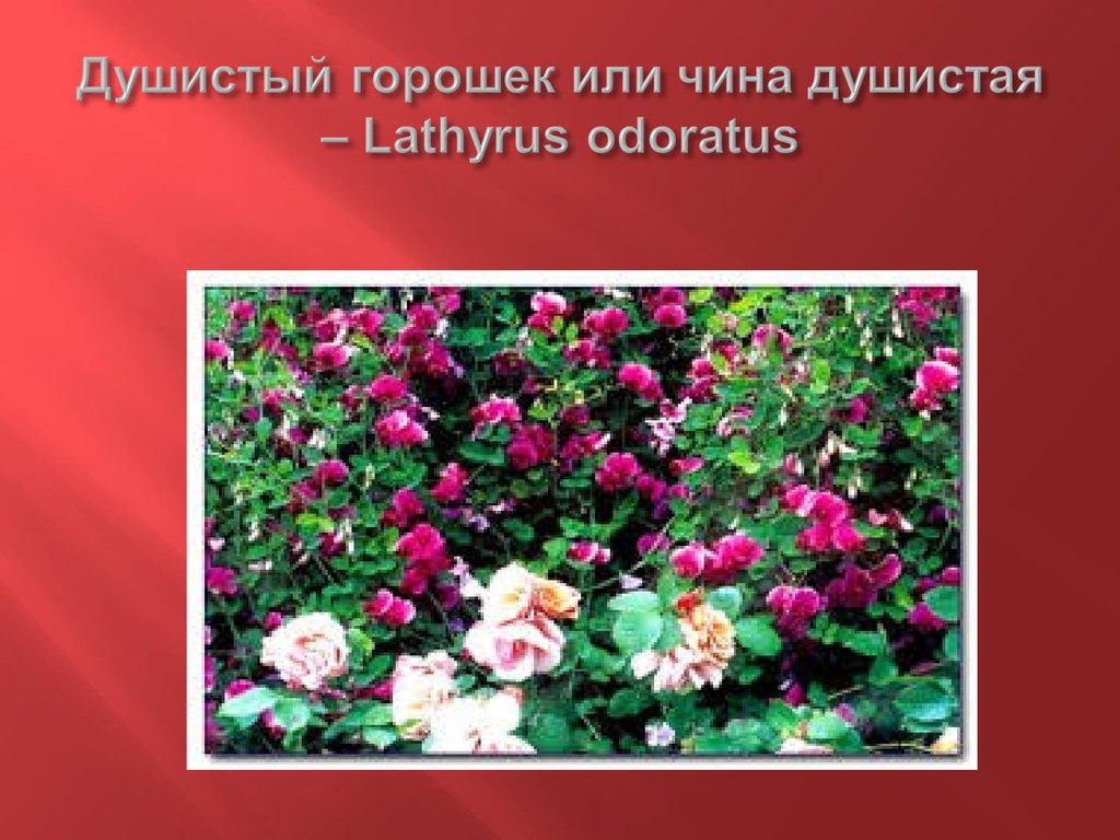 Душистый горошек или чина душистая – Lathyrus odoratus