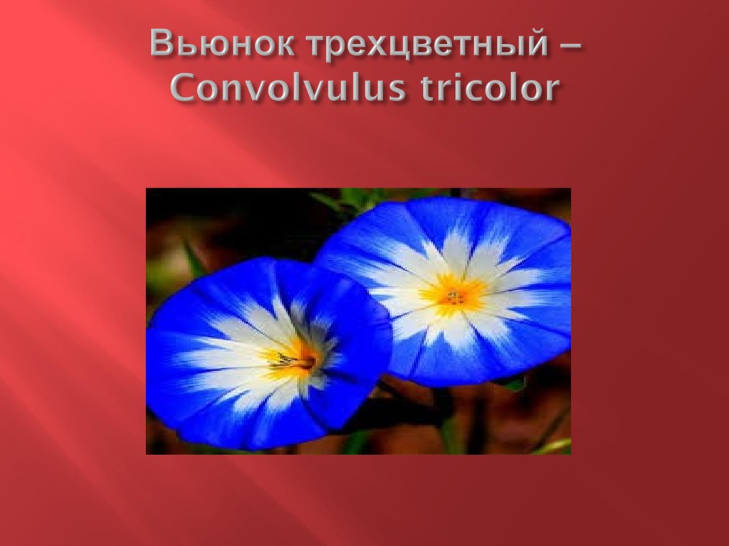 Вьюнок трехцветный – Convolvulus tricolor