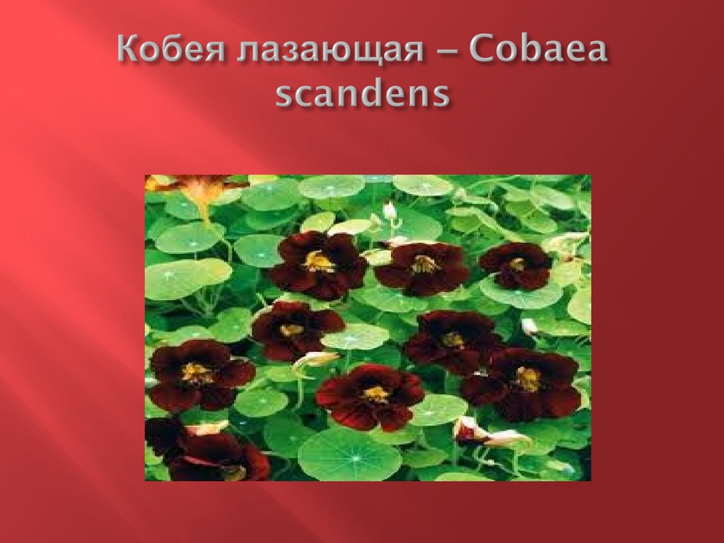 Кобея лазающая – Cobaea scandens