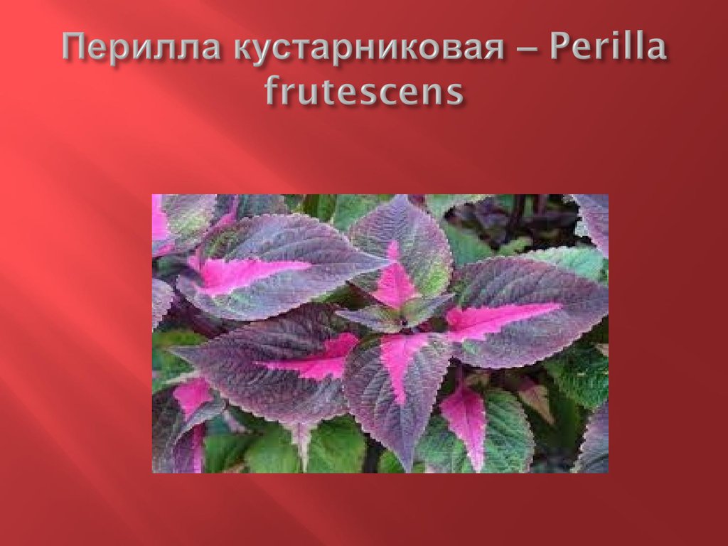 Перилла кустарниковая – Perilla frutescens