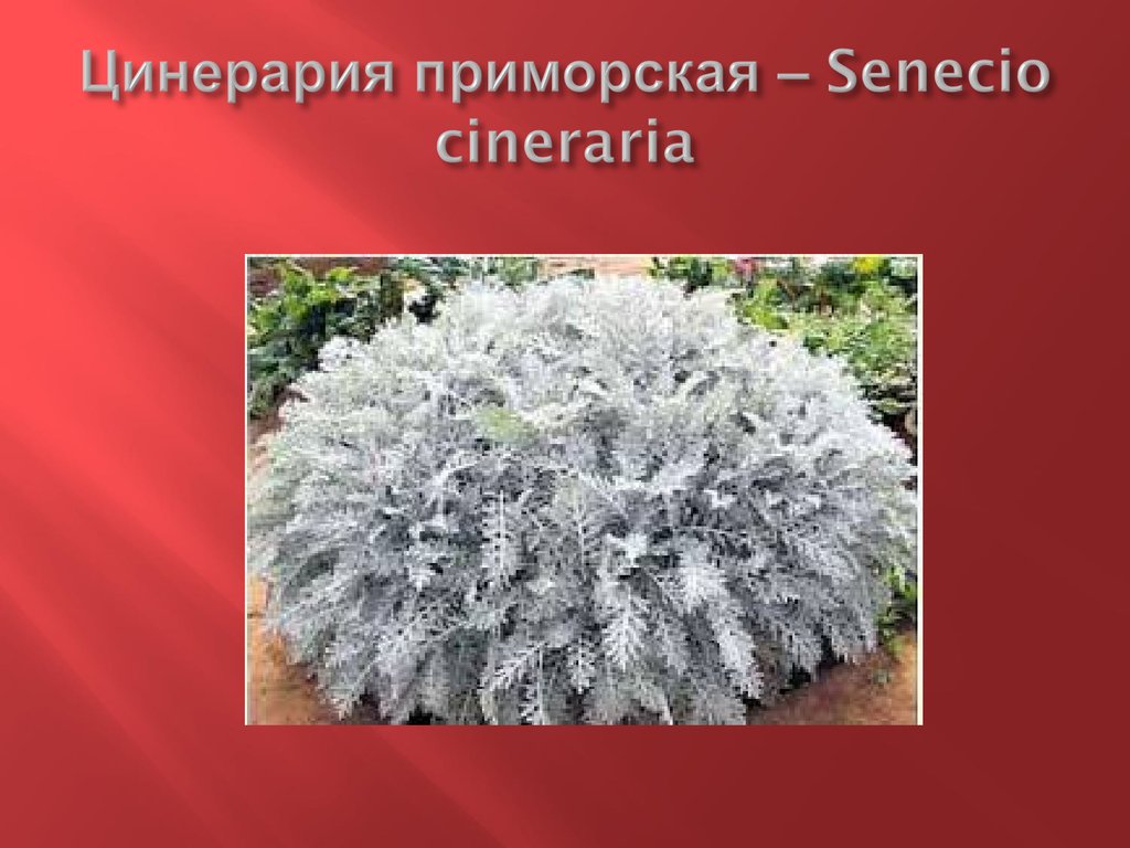 Цинерария приморская – Senecio cineraria