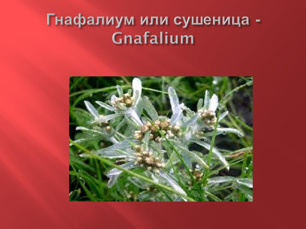Гнафалиум или сушеница - Gnafalium