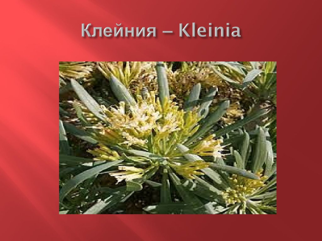 Клейния – Kleinia