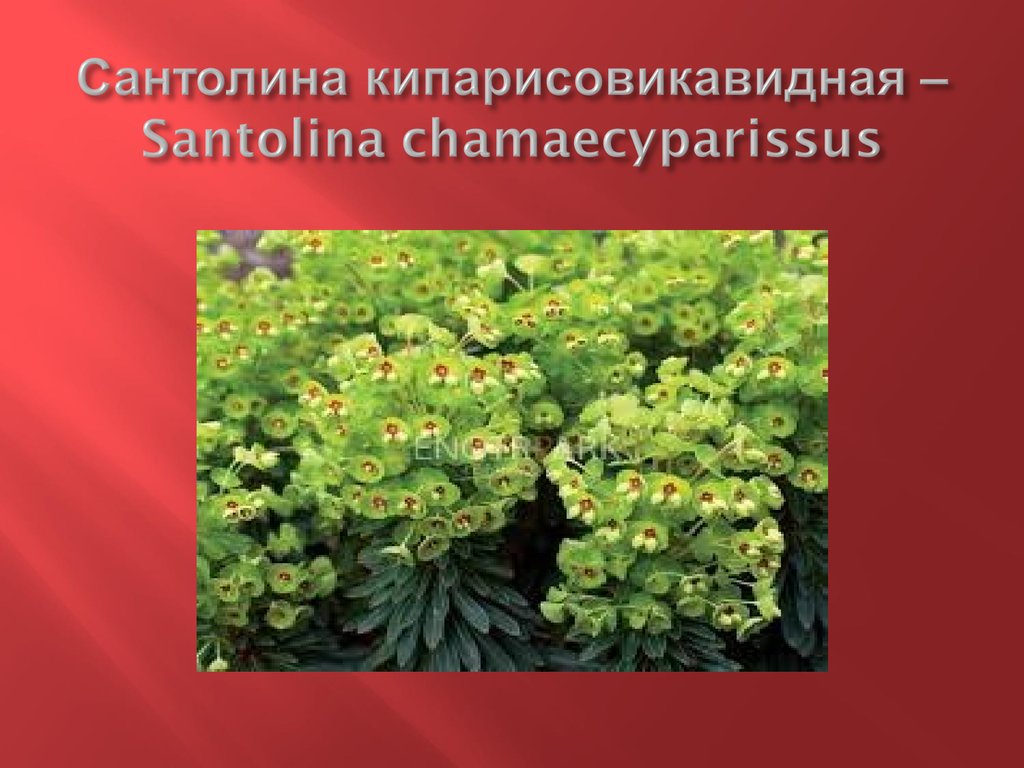 Сантолина кипарисовикавидная – Santolina chamaecyparissus