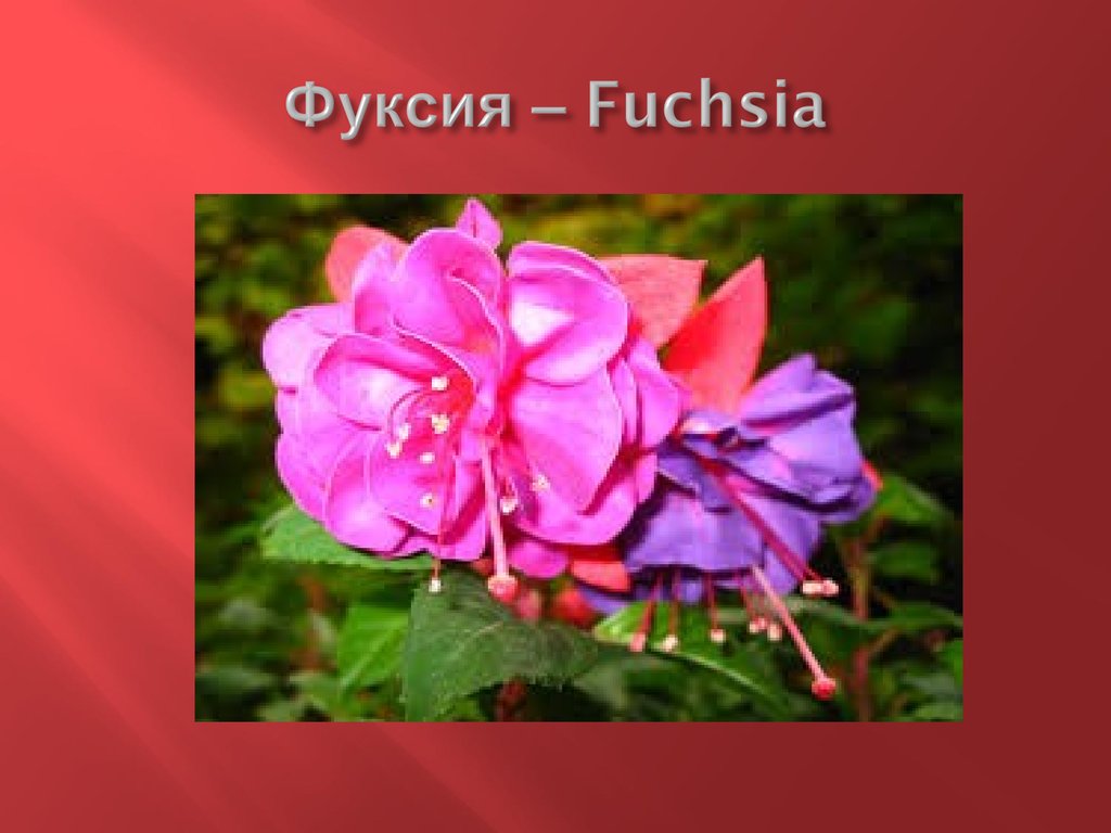 Фуксия – Fuchsia