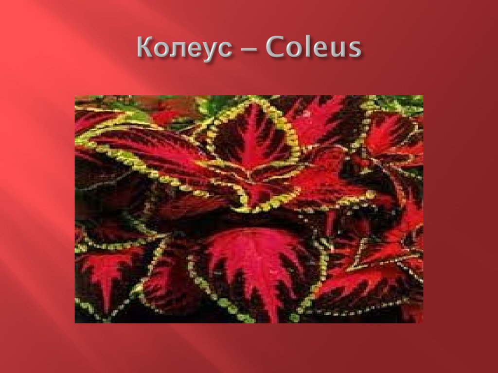 Колеус – Coleus