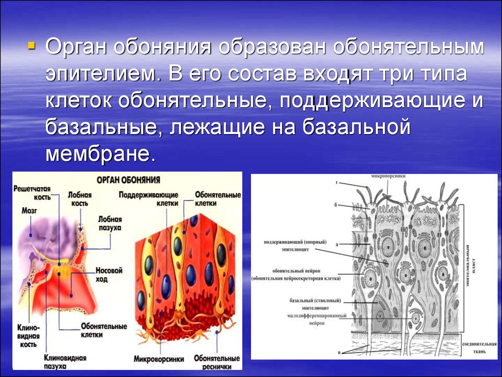 Из чего состоит орган