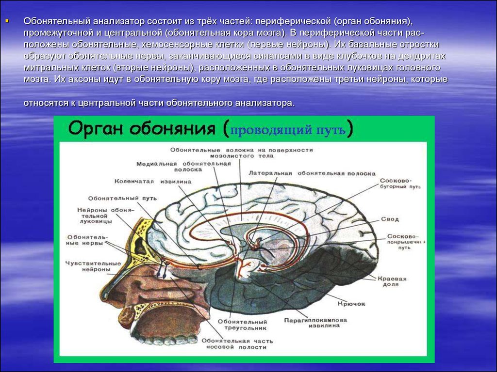 Обонятельные зоны мозга. Обонятельный анализатор строение. Центральный отдел обонятельного анализатора. Обонятельный треугольник. Обонятельный мозг анатомия.