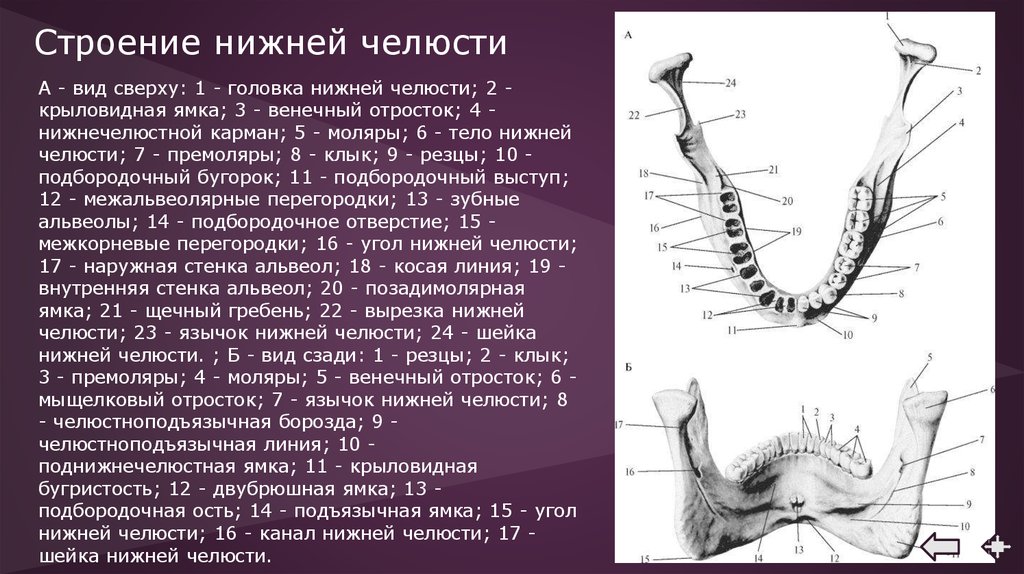 Фото верхней челюсти анатомия